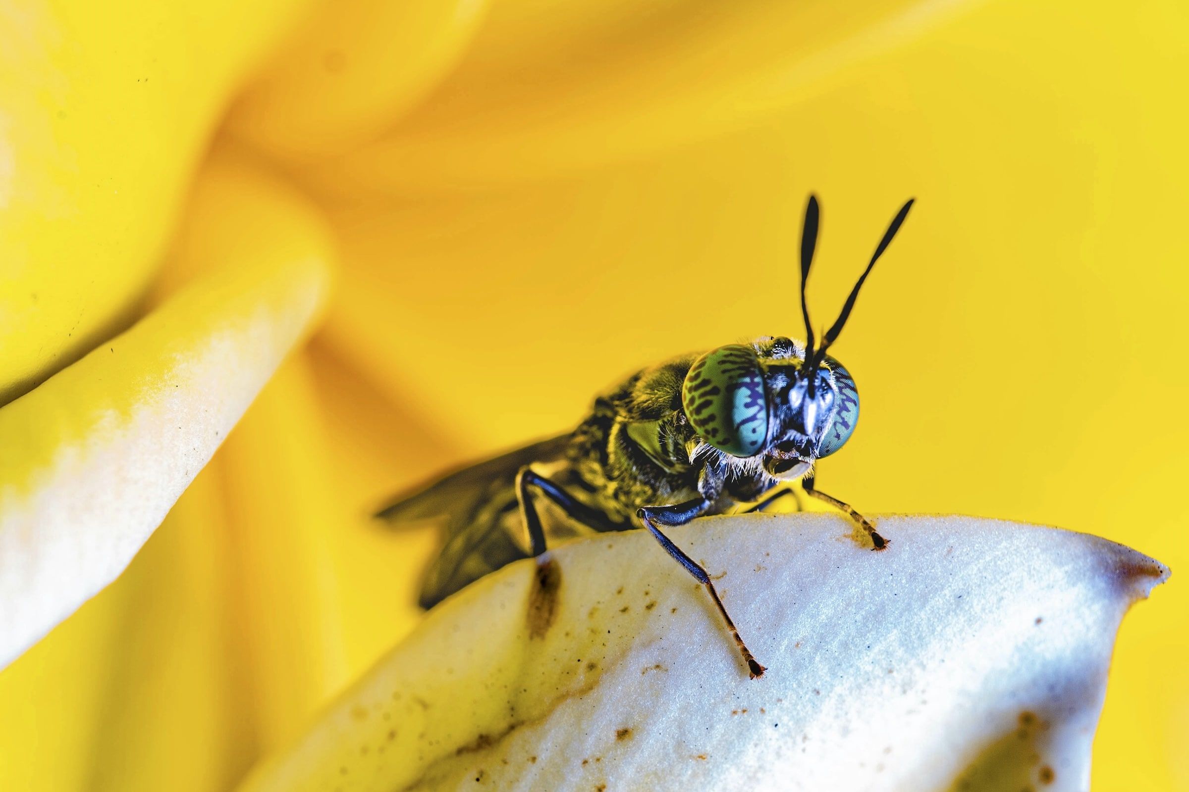 Black Solider Fly (Hermetia illucens)